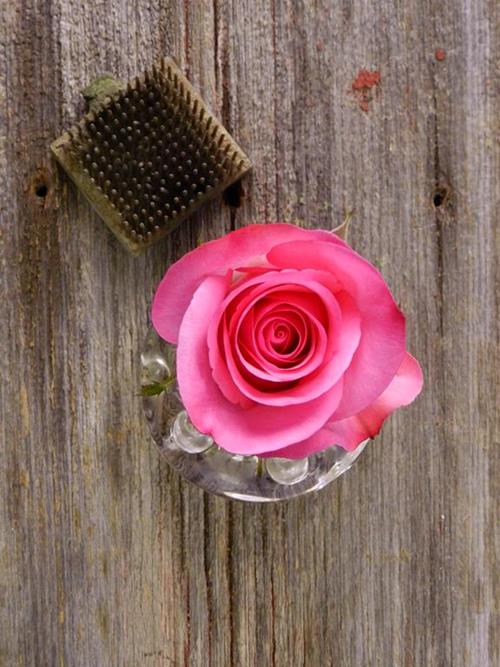 ORLANDO  PINK ROSES